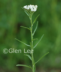 White wildflowers discount